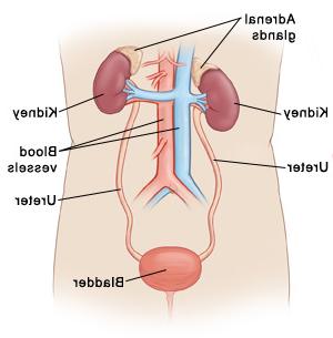 diagram of organs related to endocrine system